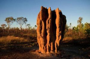 Termite nests
